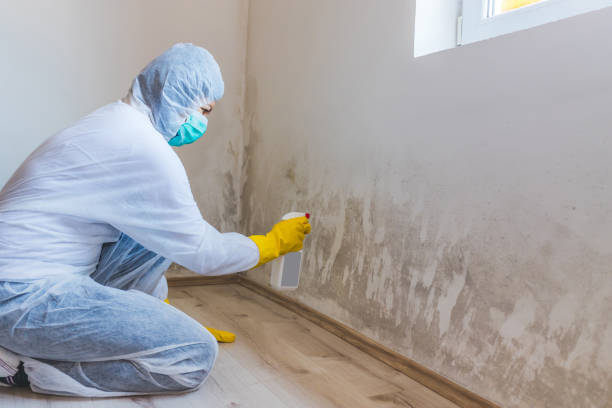 Licensed Black Mold Removal service in Rutherford, NJ - WQB Mold Removal