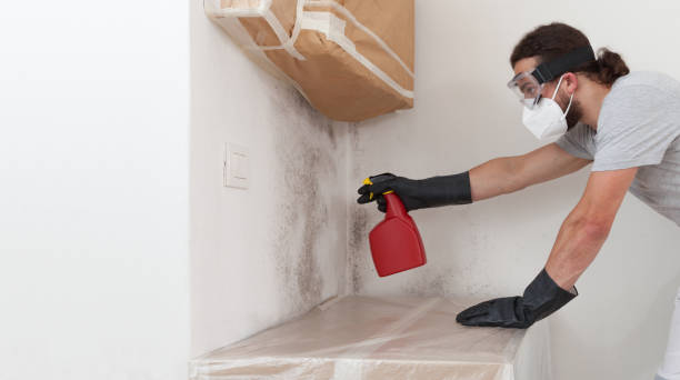 Professional Black Mold Removal technician working in Rutherford, NJ