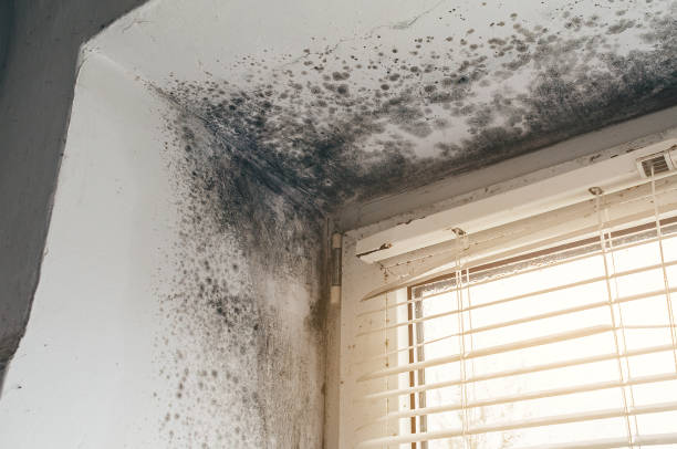 Affordable Black Mold Removal solutions in Rutherford, NJ