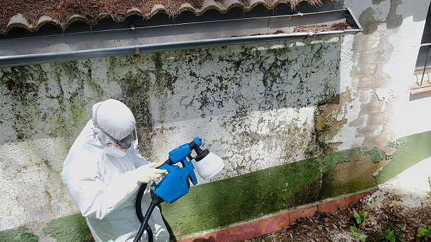 Top rated local Black Mold Removal specialists in Rutherford, NJ